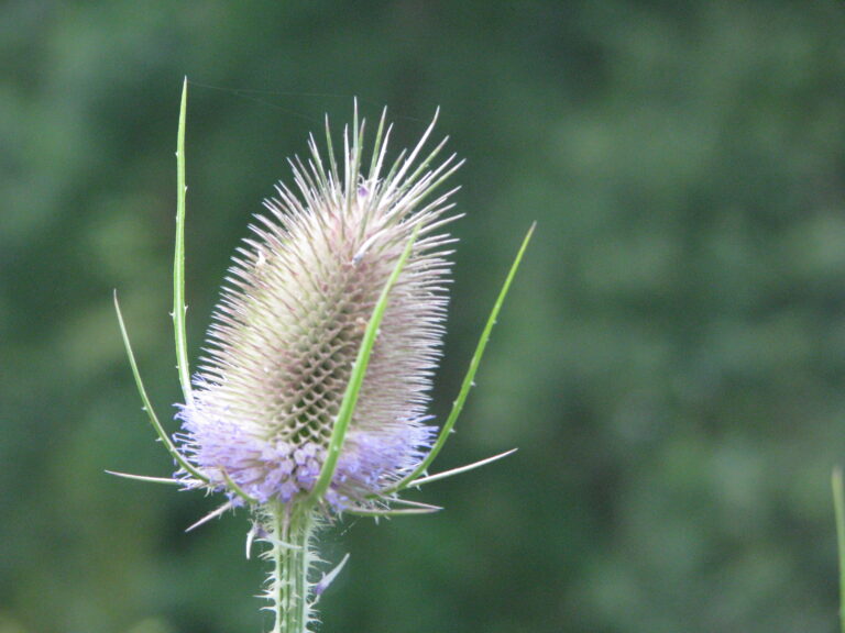 Kaardebol in de tuin